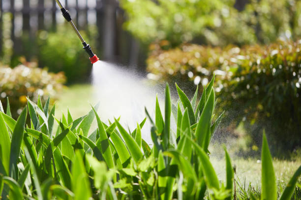 24/7 Emergency Termite Control experts in Hibbing, MN